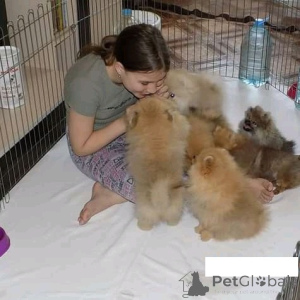 Foto №1. pommersche spitz - zum Verkauf in der Stadt Villach | verhandelt | Ankündigung № 167065