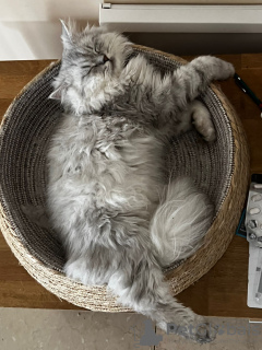 Foto №4. Hotel für Tiere in Schweiz. Ankündigung № 131515