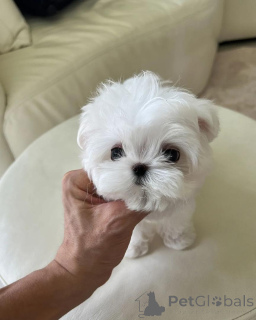 Foto №1. malteser - zum Verkauf in der Stadt Debrecen | verhandelt | Ankündigung № 160394