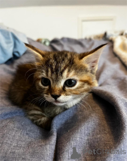 Foto №1. hauskatze - zum Verkauf in der Stadt Amberg | 350€ | Ankündigung № 151656