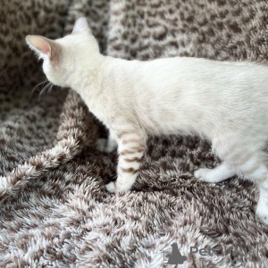 Foto №1. bengal katzenrasse - zum Verkauf in der Stadt Växjö | 750€ | Ankündigung № 153230