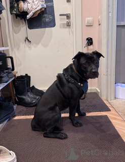 Foto №2 zu Ankündigung № 163255 zu verkaufen mischlingshund - einkaufen Russische Föderation quotient 	ankündigung