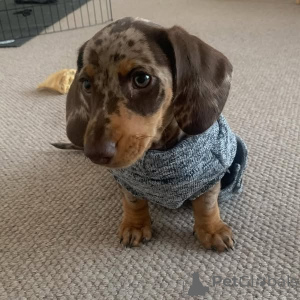 Foto №2 zu Ankündigung № 136725 zu verkaufen dackel - einkaufen USA züchter