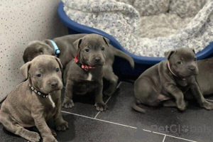 Foto №1. staffordshire bull terrier - zum Verkauf in der Stadt Mainz | 550€ | Ankündigung № 149694