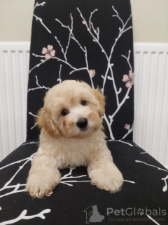 Foto №2 zu Ankündigung № 82240 zu verkaufen pudel (zwerg) - einkaufen USA quotient 	ankündigung