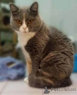 Foto №2 zu Ankündigung № 161961 zu verkaufen  - einkaufen Russische Föderation aus dem tierheim