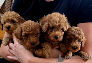 Foto №1. pudel (toy) - zum Verkauf in der Stadt Vilovo | verhandelt | Ankündigung № 139180