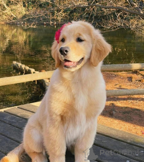 Foto №4. Ich werde verkaufen  in der Stadt Schlechtes Zurzach.  - preis - 484€