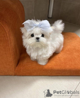 Foto №2 zu Ankündigung № 127298 zu verkaufen malteser - einkaufen USA 