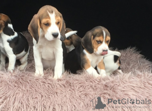 Foto №1. beagle - zum Verkauf in der Stadt Marsaskala | 450€ | Ankündigung № 131748