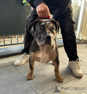 Foto №4. Ich werde verkaufen american bully in der Stadt Chessy. quotient 	ankündigung - preis - 1400€