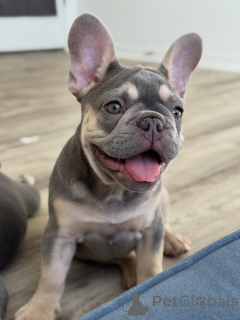 Foto №3. Hochwertige Französische Bulldoggen-Welpen, gesundheitsgeprüft und zu Hause. Ukraine