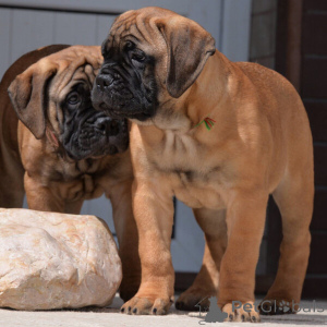 Foto №2 zu Ankündigung № 169786 zu verkaufen bullmastiff - einkaufen Schweden 