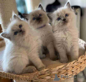 Foto №1. ragdoll-katze - zum Verkauf in der Stadt Berlin | Frei | Ankündigung № 113153