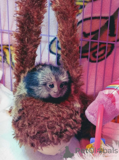 Foto №1.  - zum Verkauf in der Stadt Anaheim | verhandelt | Ankündigung № 161745