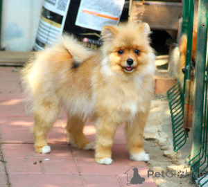 Foto №1. pommersche spitz - zum Verkauf in der Stadt Москва | 323€ | Ankündigung № 143458
