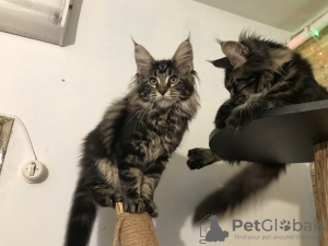 Foto №1. maine-coon-katze - zum Verkauf in der Stadt Kamenskoe | 656€ | Ankündigung № 8570