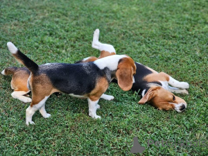Foto №3. Welpenalarm! Unsere entzückenden Beagle-Welpen sind bereit für ihr Zuhause!. Deutschland