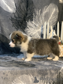 Foto №4. Ich werde verkaufen welsh corgi in der Stadt Glendale. quotient 	ankündigung - preis - 3502€