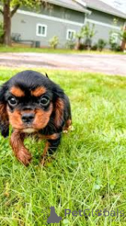 Foto №4. Kaufen cavalier king charles spaniel in der Stadt Paris. quotient 	ankündigung, züchter - preis - 700€