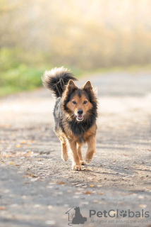 Foto №3. Langhaariger, hübscher Hund Thor in guten Händen. Russische Föderation