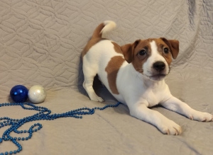 Foto №4. Ich werde verkaufen jack russell terrier in der Stadt Moskau. züchter - preis - 436€