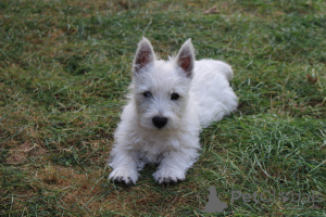 Foto №1. west highland white terrier - zum Verkauf in der Stadt Dassewice | 1200€ | Ankündigung № 139141