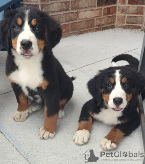 Foto №1. berner sennenhund - zum Verkauf in der Stadt Thun | 300€ | Ankündigung № 13371