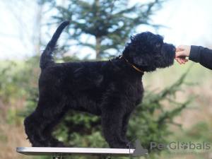 Foto №2 zu Ankündigung № 78120 zu verkaufen russischer schwarzer terrier - einkaufen Polen züchter