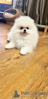 Foto №3. weißer Mann. Russische Föderation