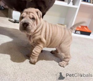 Foto №2 zu Ankündigung № 166922 zu verkaufen shar-pei - einkaufen Deutschland quotient 	ankündigung