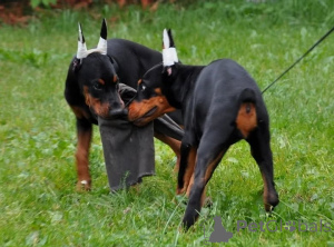Foto №2 zu Ankündigung № 147979 zu verkaufen dobermann - einkaufen Schweden quotient 	ankündigung
