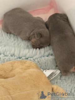 Foto №2 zu Ankündigung № 132791 zu verkaufen französische bulldogge - einkaufen Deutschland 