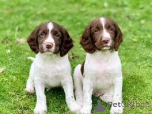 Foto №3. Englanninspringerspanielipennut etsivät perhettä. Finnland