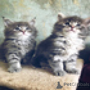 Foto №1. maine-coon-katze - zum Verkauf in der Stadt Антверпен | Frei | Ankündigung № 140364