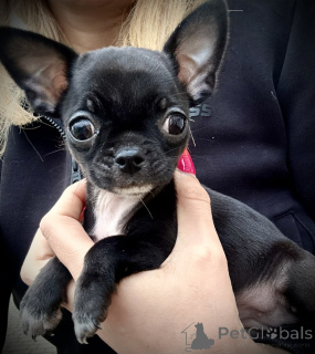 Foto №3. Chihuahua. Polen