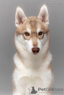 Foto №3. Siberian Husky Welpe girl2 fawn color. Ukraine