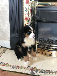 Foto №3. Süße Berner Sennenwelpen zur kostenlosen Adoption. Deutschland