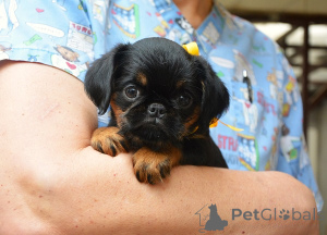 Foto №3. Belgischer (Brüssel-)Griffon exzellente Welpen. Serbien