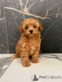 Foto №2 zu Ankündigung № 137176 zu verkaufen pudel (royal) - einkaufen Deutschland quotient 	ankündigung, züchter