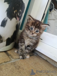 Foto №3. Getestete Maine-Coon-Kätzchen sind jetzt zum Verkauf verfügbar. Deutschland