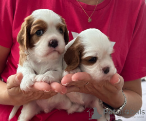 Foto №3. Cavalier King Charles Spaniel Welpen zu verkaufen. Türkei