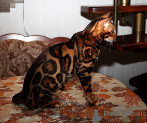 Zusätzliche Fotos: Paarung mit einer Bengalkatze