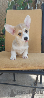 Foto №3. Pembroke Welsh Corgi Welpen. Serbien