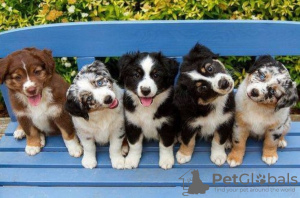 Foto №1. australian shepherd - zum Verkauf in der Stadt Мёнхенгладбах | 190€ | Ankündigung № 129356