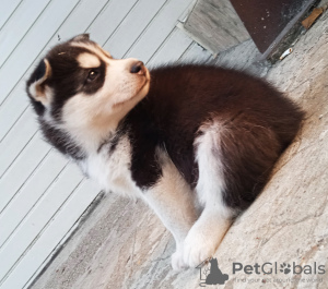 Foto №4. Ich werde verkaufen siberian husky in der Stadt Юлихярмя. züchter - preis - 1000€