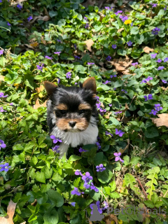 Foto №2 zu Ankündigung № 139005 zu verkaufen biewer terrier - einkaufen USA quotient 	ankündigung, züchter