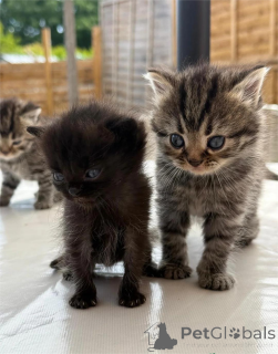 Foto №1. perserkatze - zum Verkauf in der Stadt Blatt | 350€ | Ankündigung № 153074