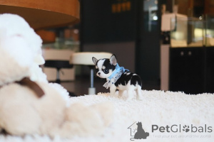 Foto №1. chihuahua - zum Verkauf in der Stadt Cold Spring Harbor | verhandelt | Ankündigung № 155039