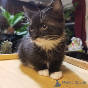 Foto №2 zu Ankündigung № 134857 zu verkaufen maine-coon-katze - einkaufen Deutschland quotient 	ankündigung, vom kindergarten, aus dem tierheim, züchter